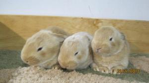 Two weeks old (already spoken for)  12/22/13