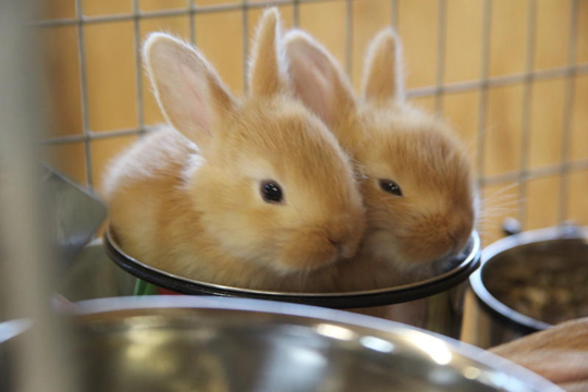 Fawns are fond of food