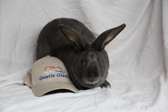 Blue intermediate doe