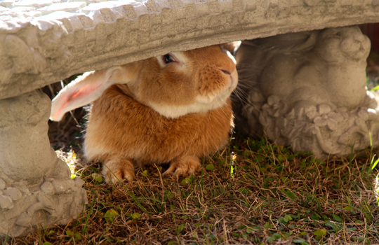 Fawn Intermediate doe