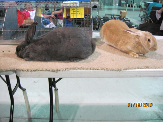 Setting the standard