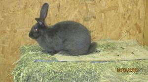 Alexander Blue Jr Buck