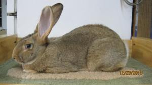 Max Intermediate Sandy Buck Registered and Grand Champion 