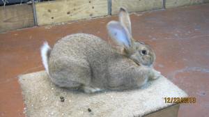 Max Sandy Intermediate Buck Registered and Grand Champion 