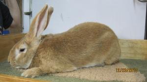 Texas Pete Fawn Sr Buck Registered 