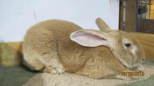 Sampson Fawn Sr Buck Registered and Grand Champion 