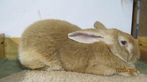 Sampson Fawn Sr Buck Registered and Grand Champion 